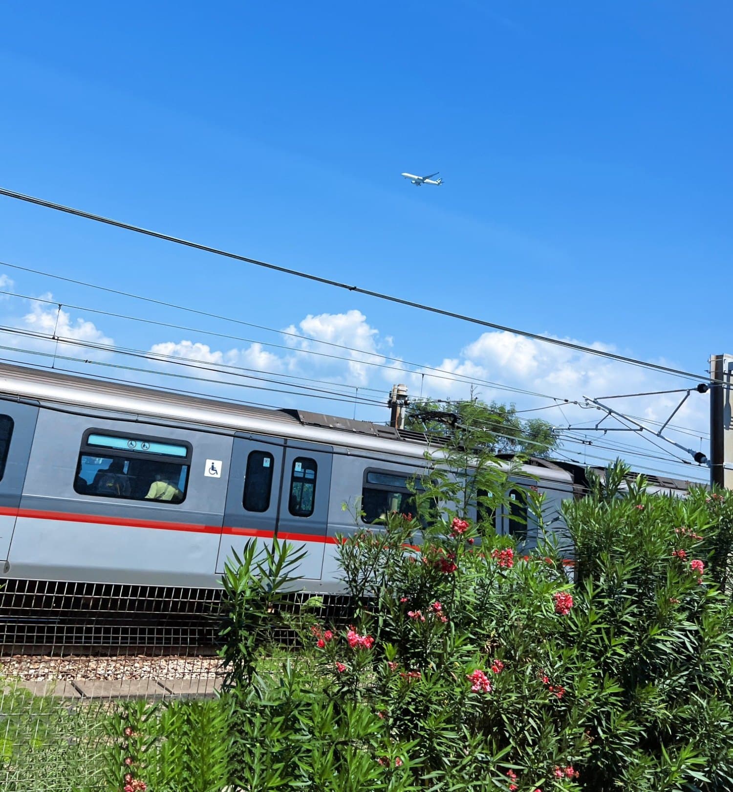 晴空下駛過夾竹桃花叢的港鐵列車